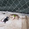 Photo: Somber Rat Widow Attends Rat Funeral In Greenpoint